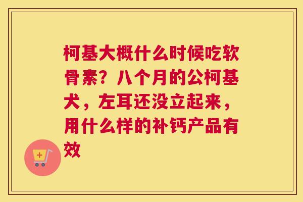 柯基大概什么时候吃软骨素？八个月的公柯基犬，左耳还没立起来，用什么样的补钙产品有效