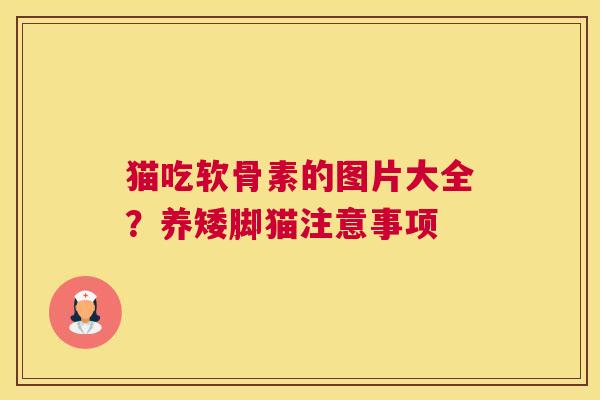 猫吃软骨素的图片大全？养矮脚猫注意事项