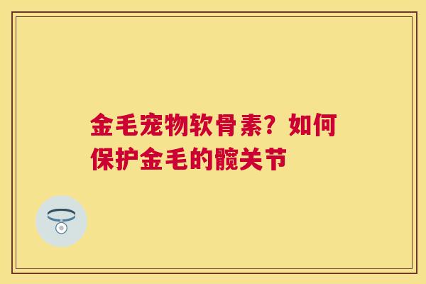 金毛宠物软骨素？如何保护金毛的髋关节