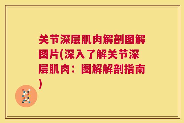 关节深层肌肉解剖图解图片(深入了解关节深层肌肉：图解解剖指南)