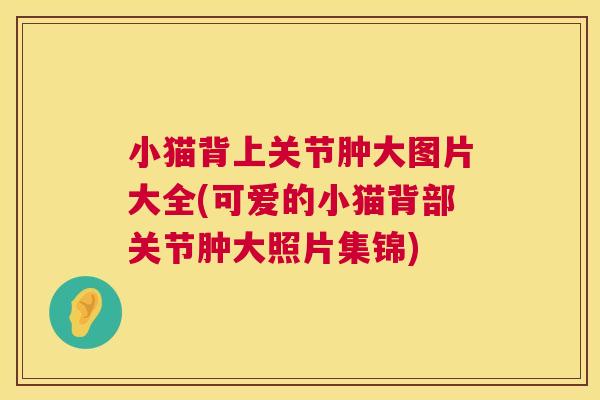 小猫背上关节肿大图片大全(可爱的小猫背部关节肿大照片集锦)