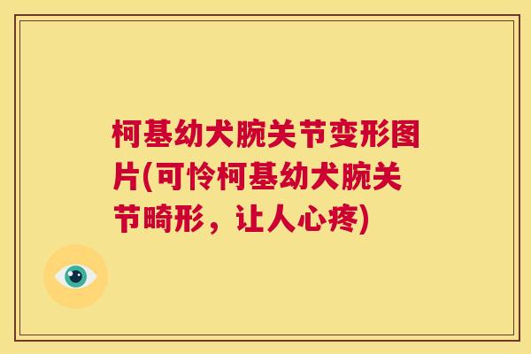 柯基幼犬腕关节变形图片(可怜柯基幼犬腕关节畸形，让人心疼)