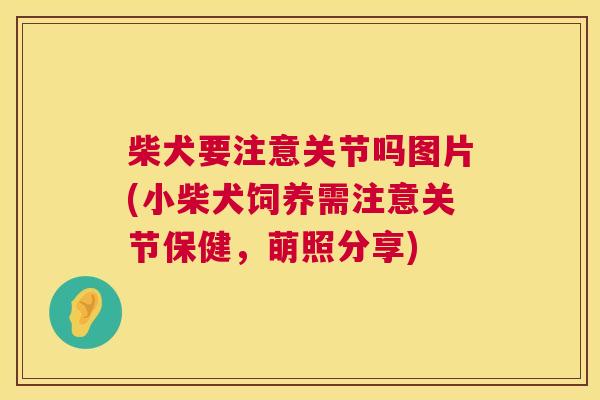 柴犬要注意关节吗图片(小柴犬饲养需注意关节保健，萌照分享)