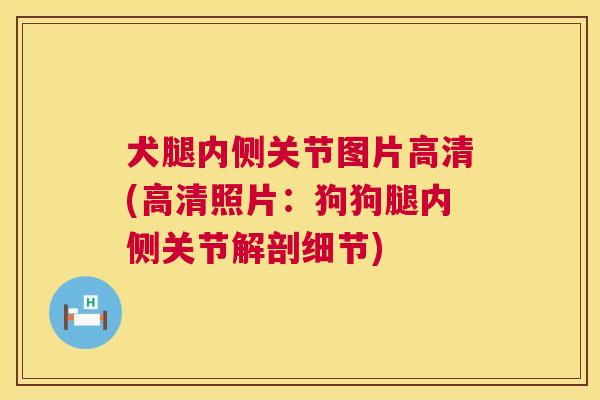 犬腿内侧关节图片高清(高清照片：狗狗腿内侧关节解剖细节)