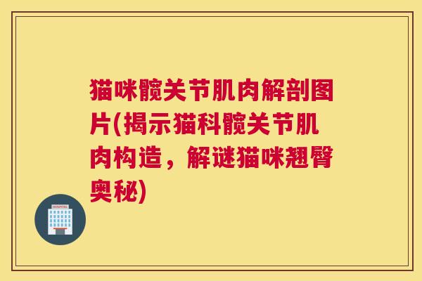 猫咪髋关节肌肉解剖图片(揭示猫科髋关节肌肉构造，解谜猫咪翘臀奥秘)