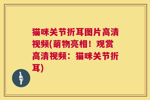 猫咪关节折耳图片高清视频(萌物亮相！观赏高清视频：猫咪关节折耳)