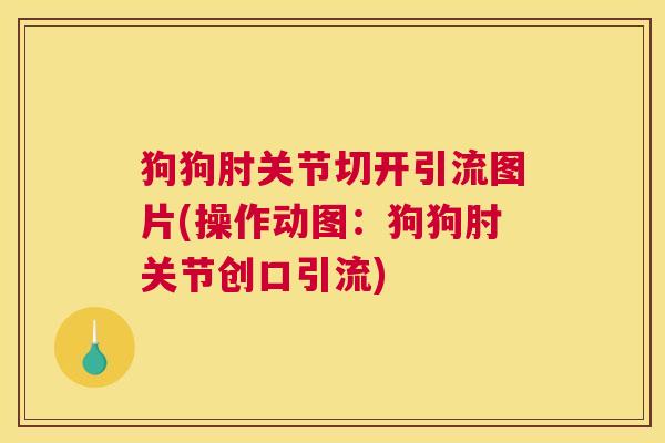 狗狗肘关节切开引流图片(操作动图:狗狗肘关节创口引流) 狗狗肘关节切开引流图片(操作动图:狗狗肘关节创口引流)