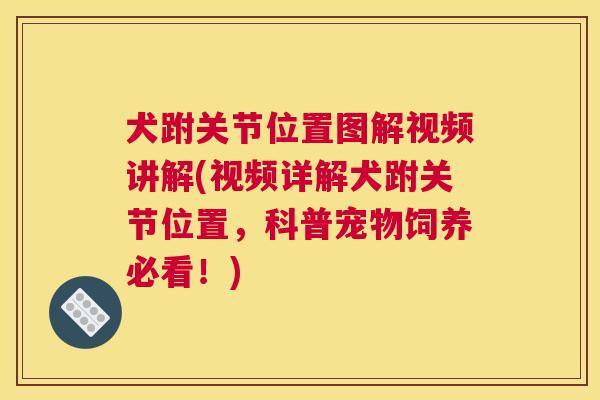 犬跗关节位置图解视频讲解(视频详解犬跗关节位置，科普宠物饲养必看！)