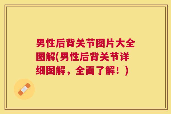男性后背关节图片大全图解(男性后背关节详细图解，全面了解！)