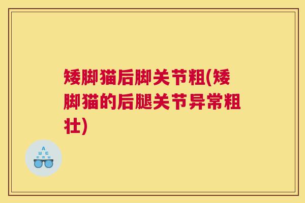矮脚猫后脚关节粗(矮脚猫的后腿关节异常粗壮)
