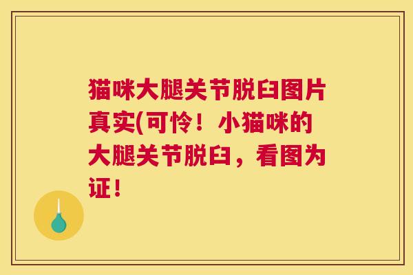 猫咪大腿关节脱臼图片真实(可怜！小猫咪的大腿关节脱臼，看图为证！