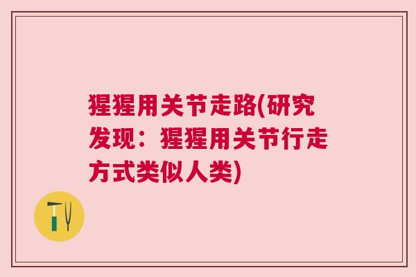 猩猩用关节走路(研究发现：猩猩用关节行走方式类似人类)