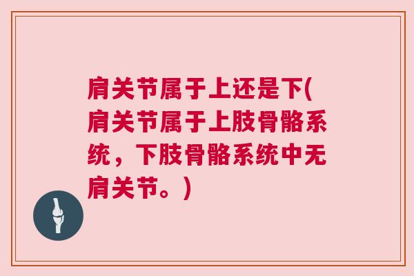 肩关节属于上还是下(肩关节属于上肢骨骼系统，下肢骨骼系统中无肩关节。)
