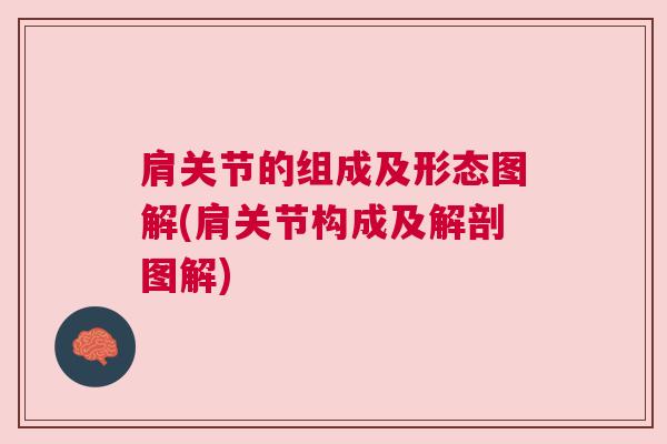 肩关节的组成及形态图解(肩关节构成及解剖图解)