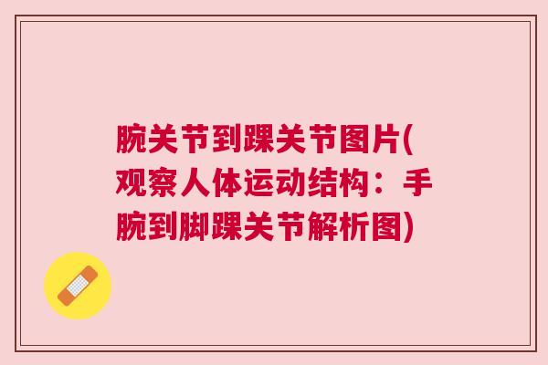 腕关节到踝关节图片(观察人体运动结构：手腕到脚踝关节解析图)