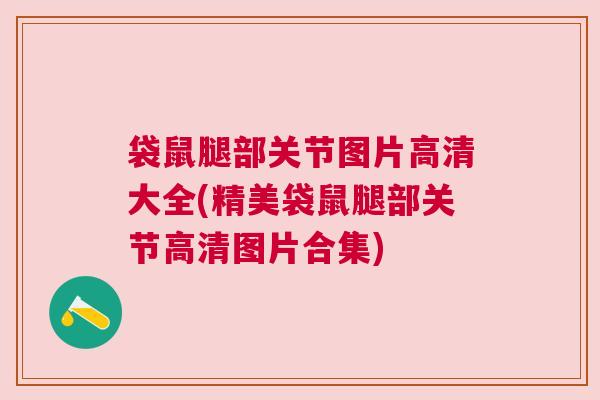 袋鼠腿部关节图片高清大全(精美袋鼠腿部关节高清图片合集)