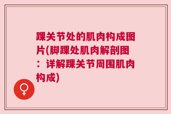 踝关节处的肌肉构成图片(脚踝处肌肉解剖图：详解踝关节周围肌肉构成)