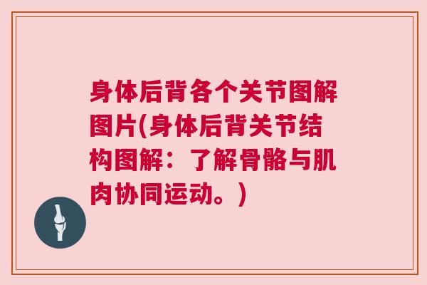 身体后背各个关节图解图片(身体后背关节结构图解：了解骨骼与肌肉协同运动。)